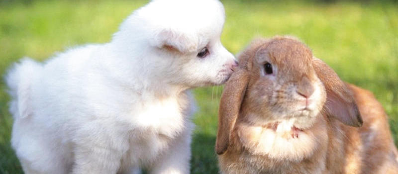 男兔配女狗婚姻幸福吗