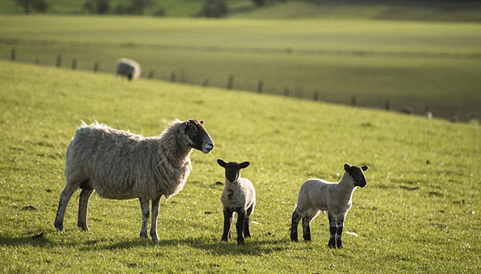 属羊人的吉祥物与不吉物 最适合属羊人长期佩戴的吉祥物