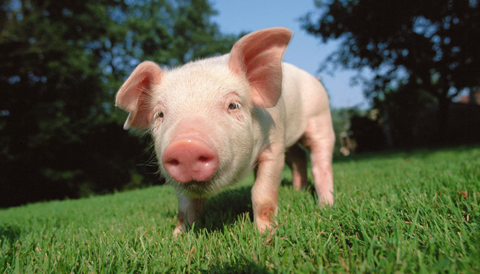 十二生肖属猪的年份 属猪有哪几年出生