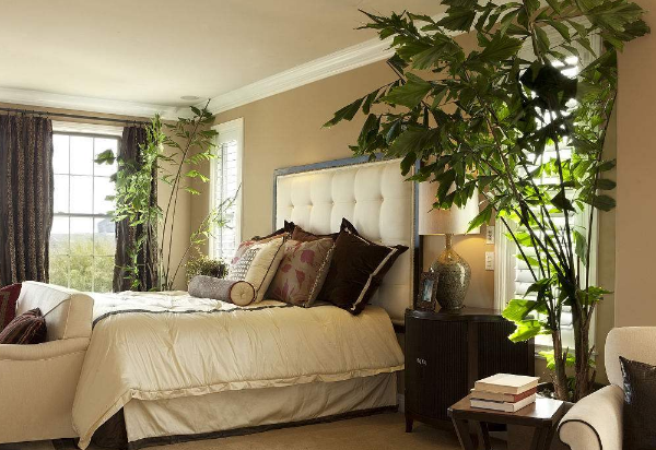 卧室摆放植物的风水学_卧室里放植物风水_卧室放植物有什么讲究
