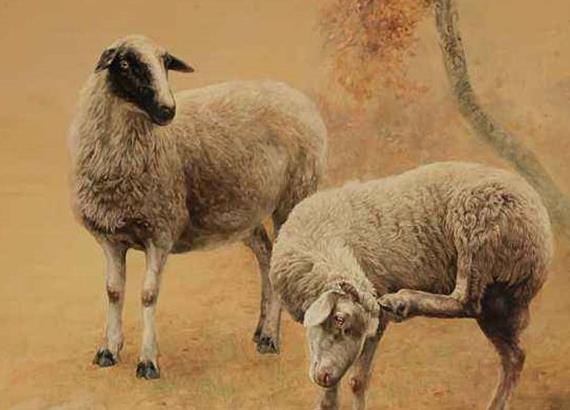 属羊女命硬是什么意思_属羊的命硬女属羊克夫是真的吗_为什么说属羊女命硬