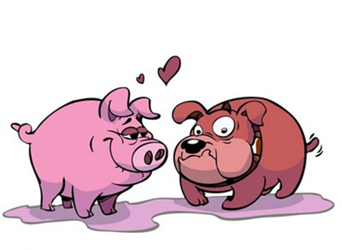 属相配猪鸡婚姻如何_猪鸡属相的婚配_属鸡和属猪的婚姻相配吗