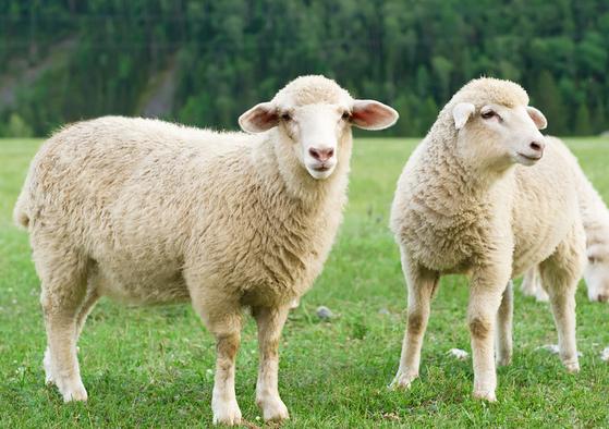 属羊属鸡适合做夫妻吗_属羊鸡的和什么属相最配_属羊和属鸡的合适吗