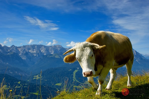 85年属牛是什么命_属牛的年份是_年属牛是什么命