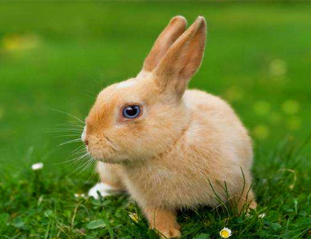 属兔生肖今年多少岁_属兔的今年_属兔的人今年分别有哪些年龄