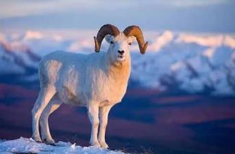 属羊今年的财运和运势_属羊的今年的财运_财运羊属今年运势如何