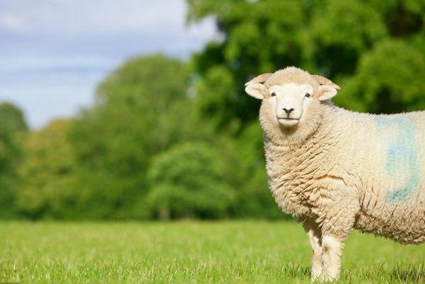 财运羊属今年运势如何_属羊的今年的财运_属羊今年的财运和运势